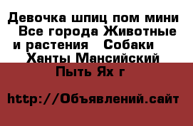 Девочка шпиц пом мини - Все города Животные и растения » Собаки   . Ханты-Мансийский,Пыть-Ях г.